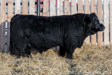 Yearling Bull